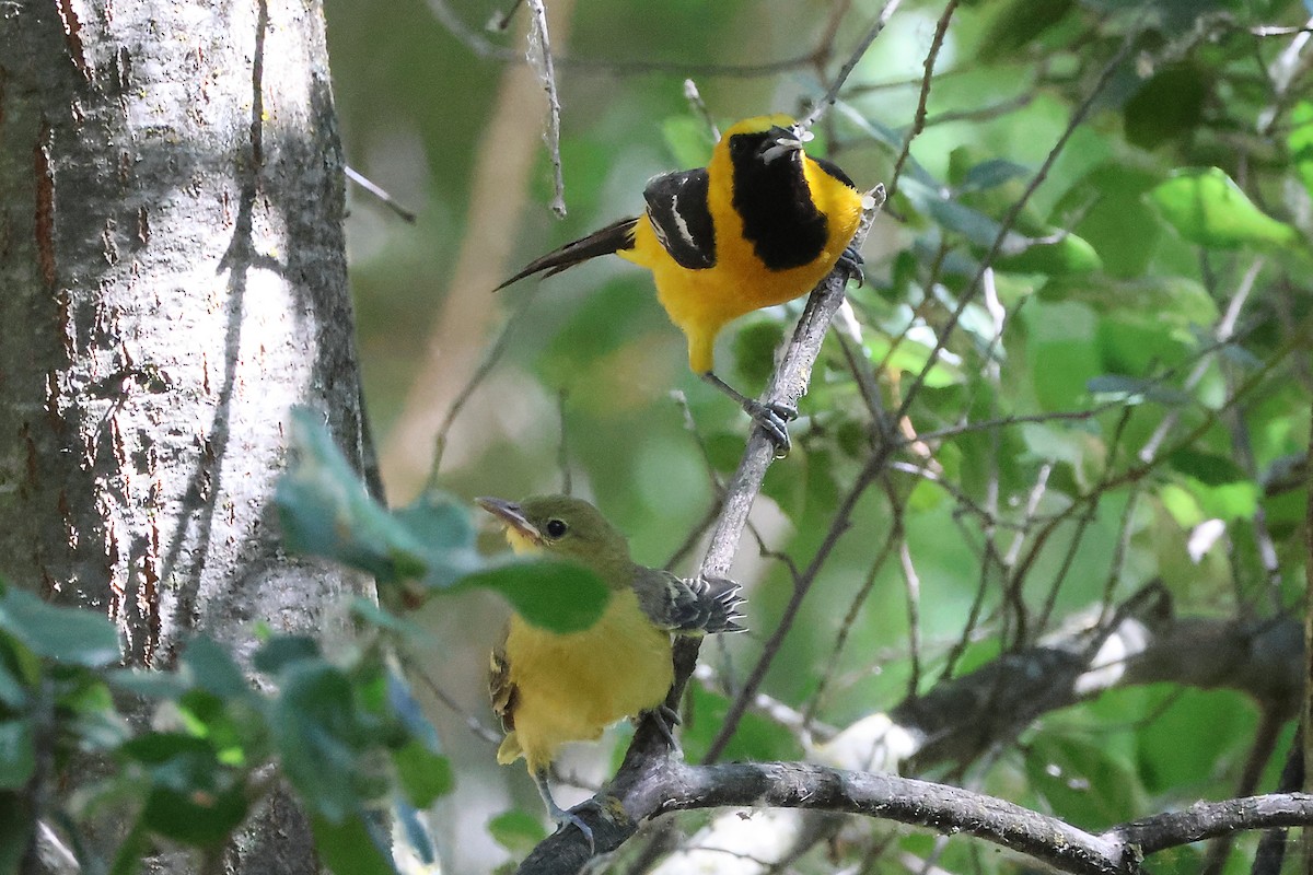 Hooded Oriole - ML598580381