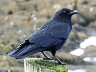 Adult - American Crow