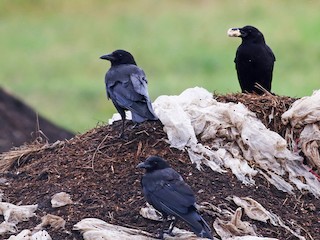 Adult - American Crow