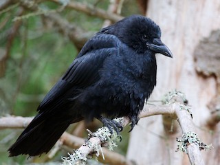 Adult - American Crow