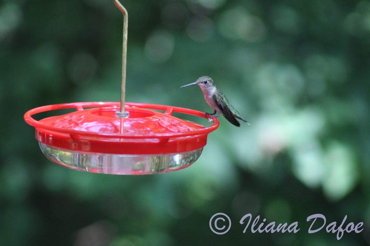 Ruby-throated Hummingbird - Iliana Dafoe
