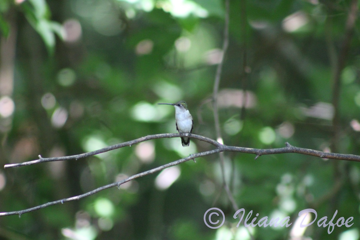 Ruby-throated Hummingbird - ML598580851