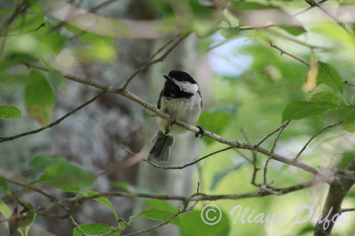 Black-capped Chickadee - ML598580941