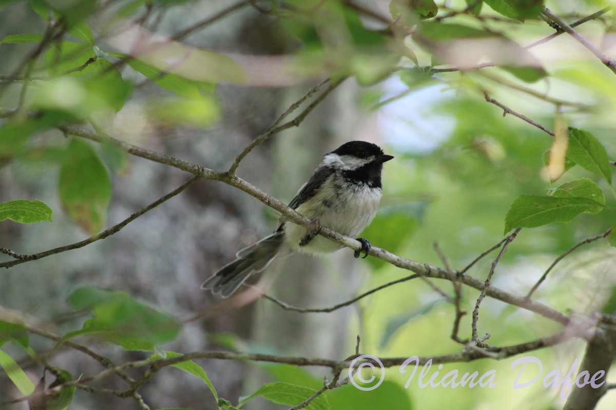 Black-capped Chickadee - ML598580951