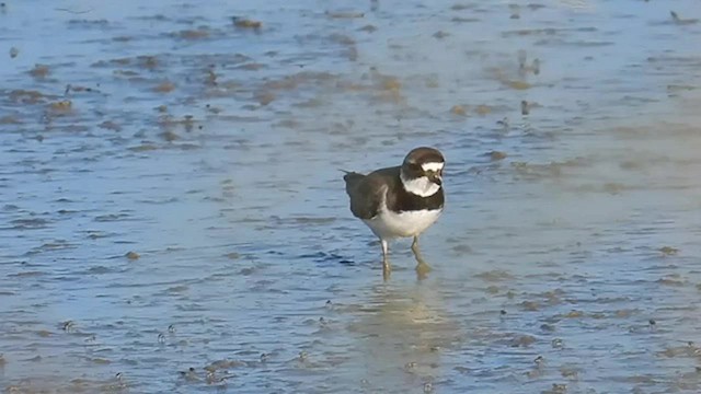 Semipalmated Plover - ML598581101