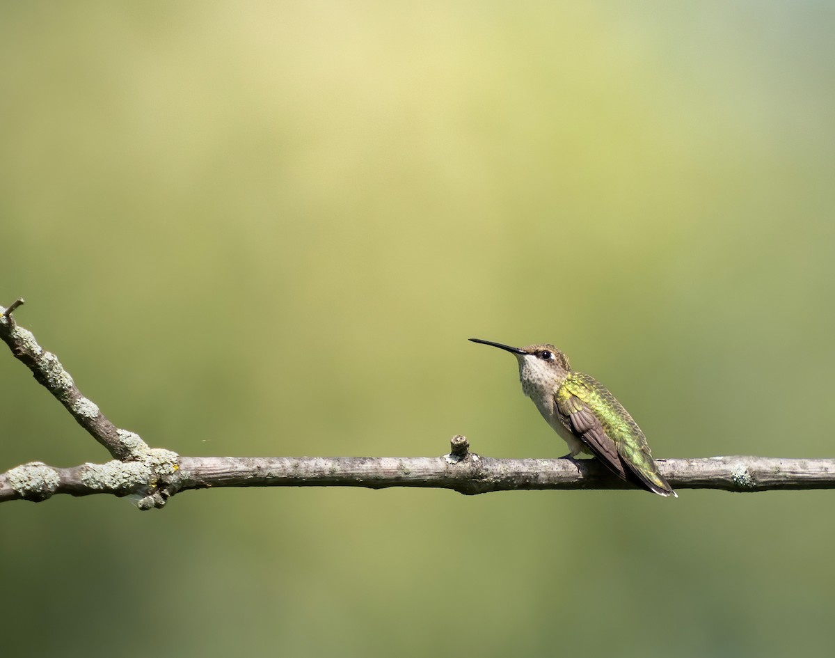 Ruby-throated Hummingbird - Erica Heusser