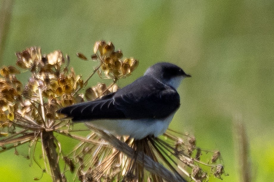 Tree Swallow - Sam Zuckerman