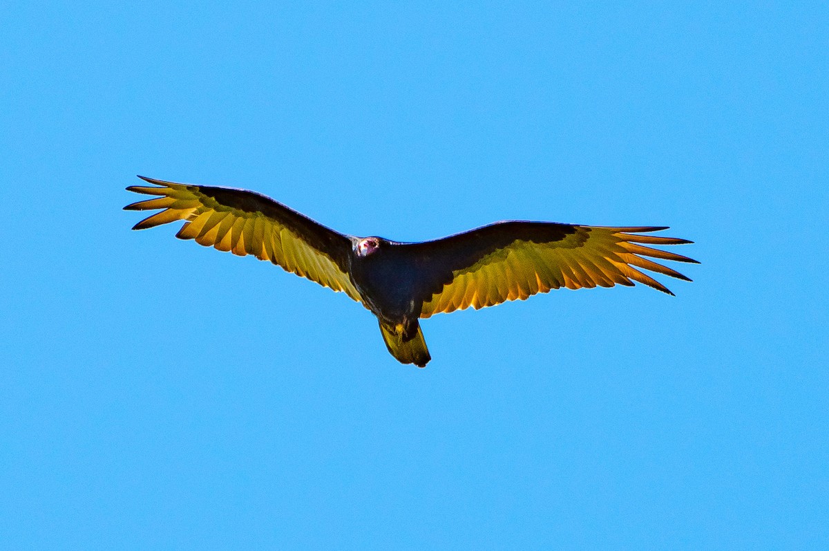 Turkey Vulture - ML598583061