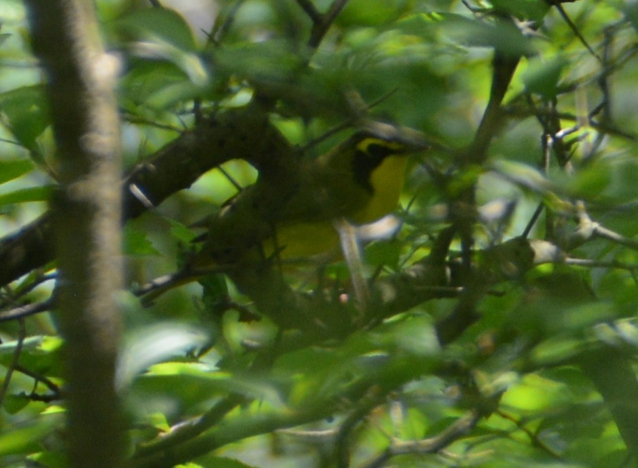 Kentucky Warbler - ML59858321