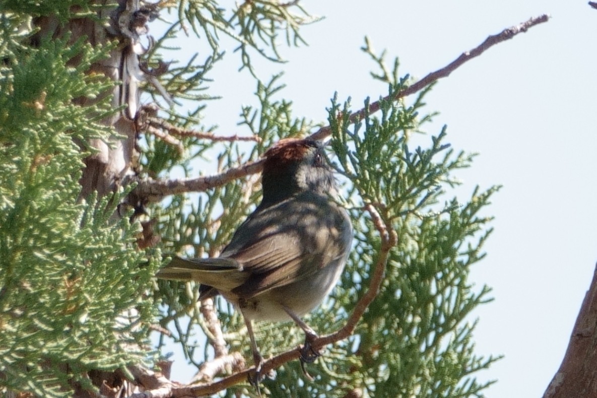 Green-tailed Towhee - ML598583321