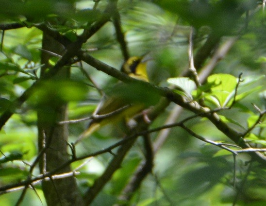 Kentucky Warbler - ML59858341