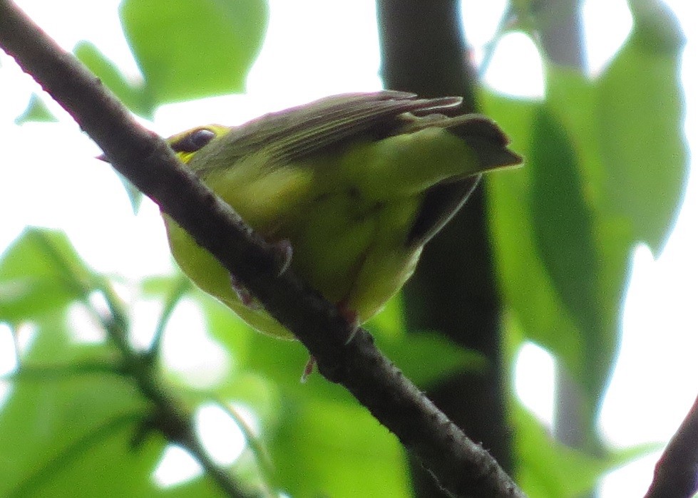 Kentucky Warbler - ML59858351