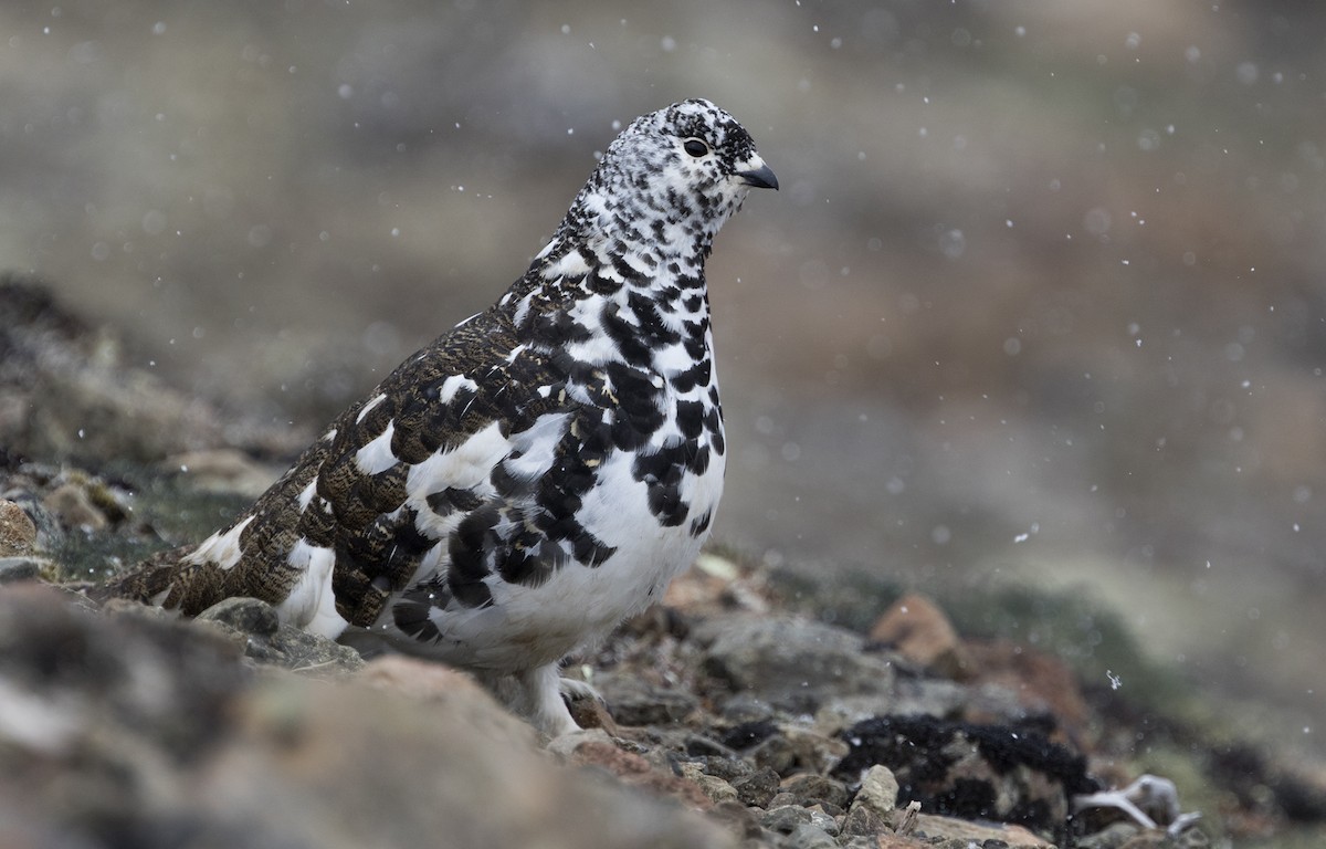 White-tailed Ptarmigan - Zak Pohlen