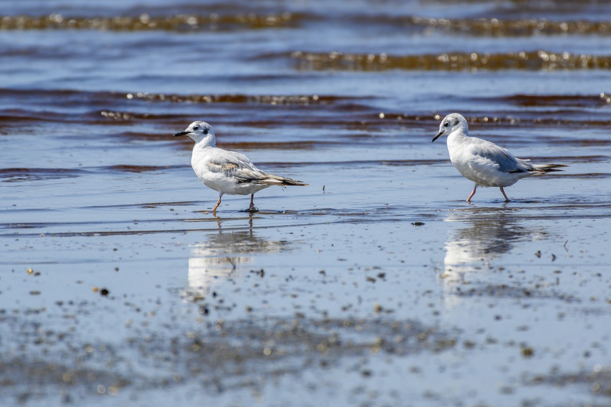 Bonaparte's Gull - ML598584871