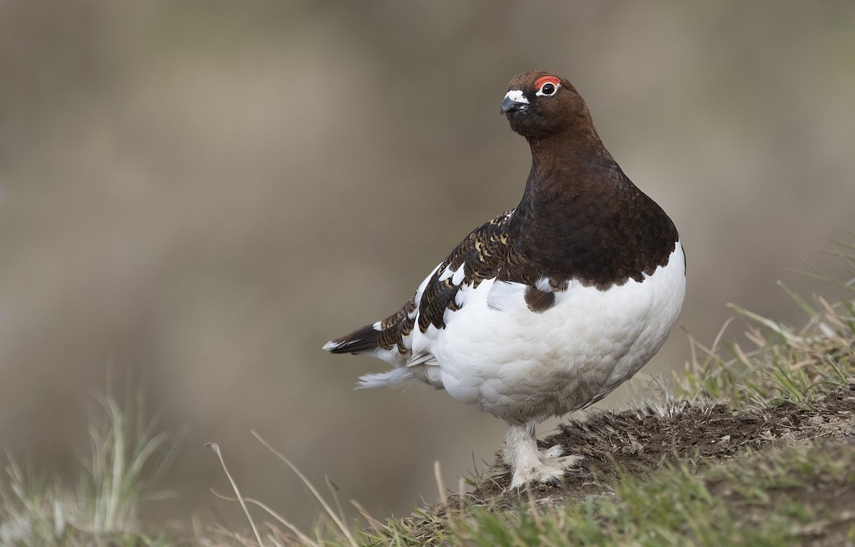 Willow Ptarmigan - Zak Pohlen