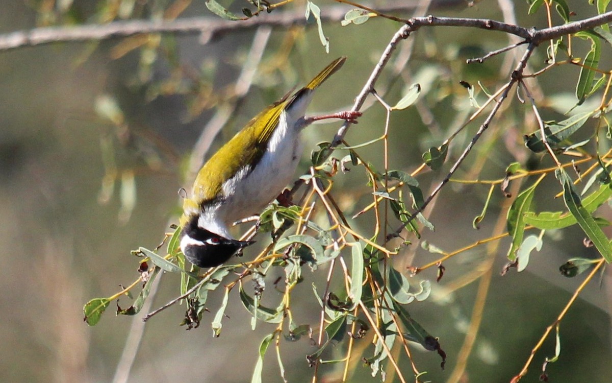 White-throated Honeyeater - ML598586061