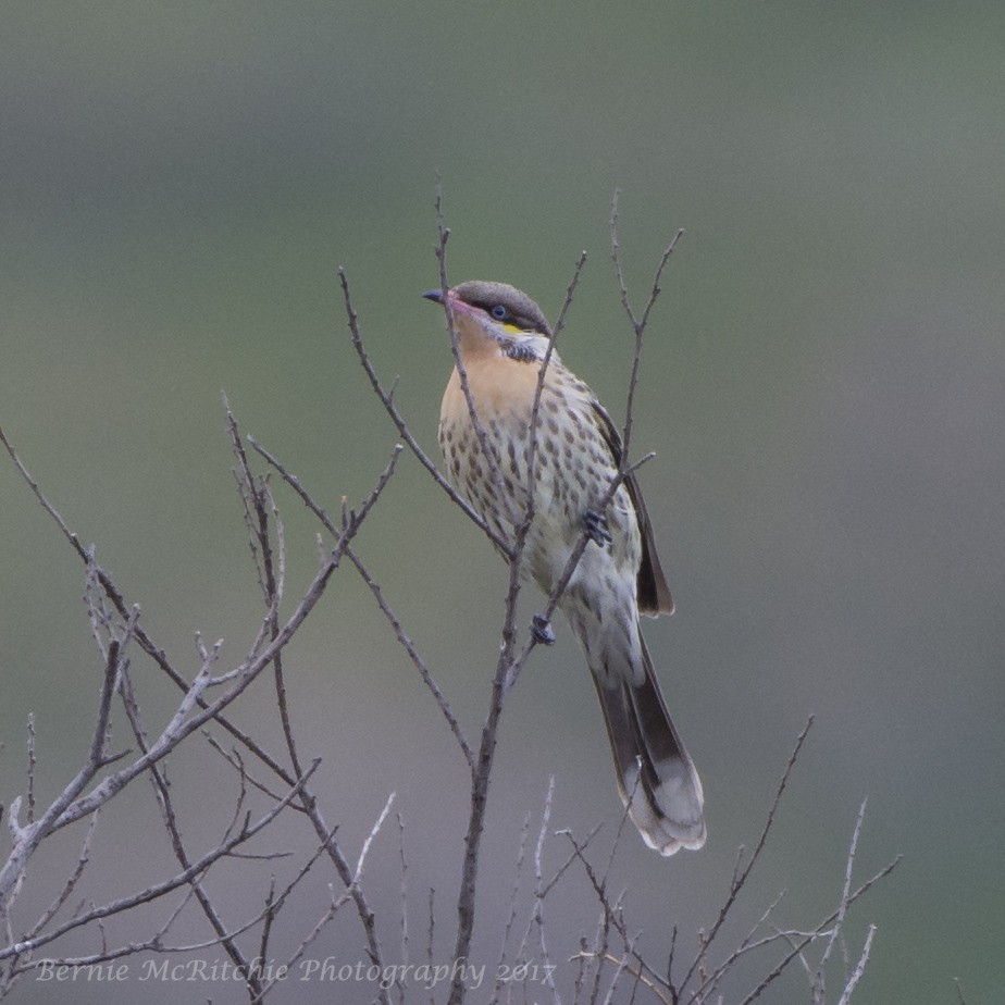 Spiny-cheeked Honeyeater - ML59858741