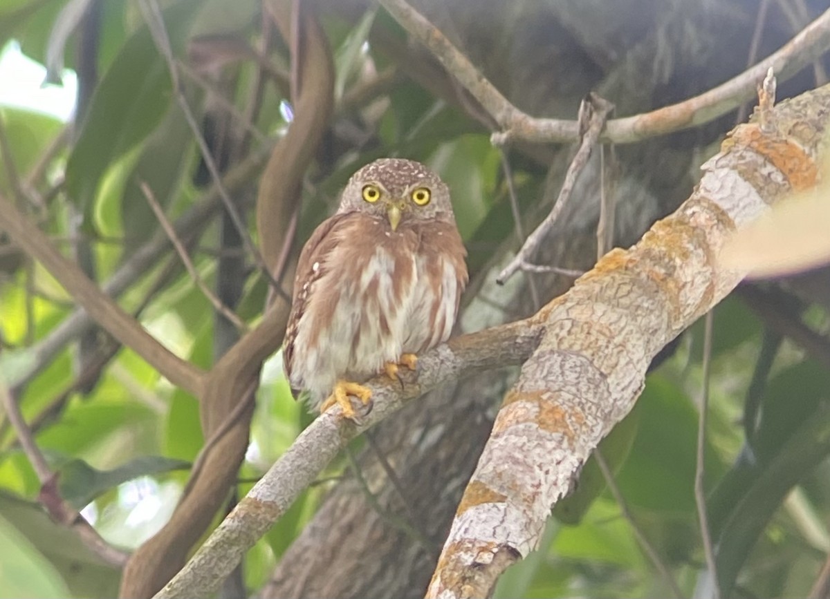 Chevêchette à tête grise - ML598587831