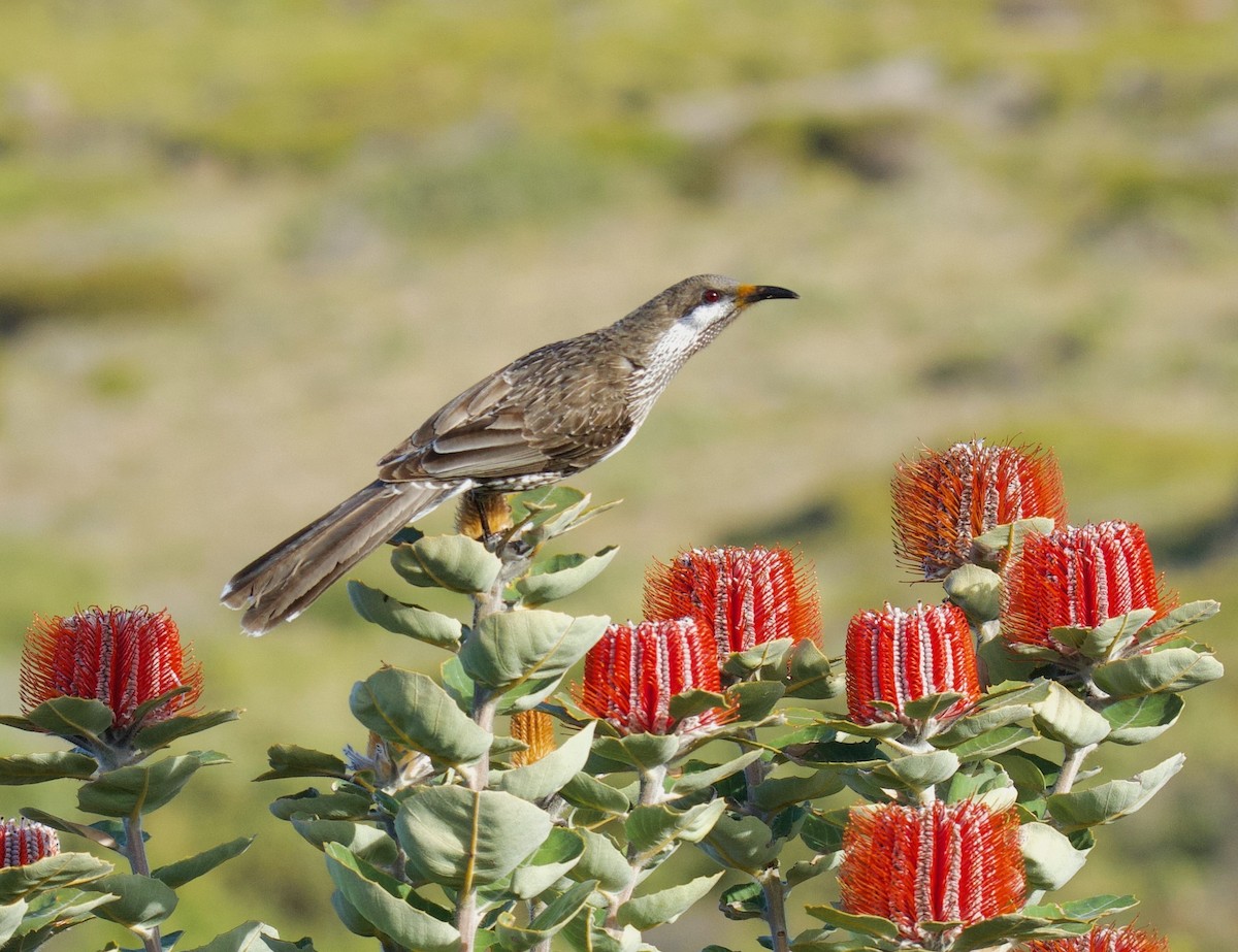 Western Wattlebird - ML598587841