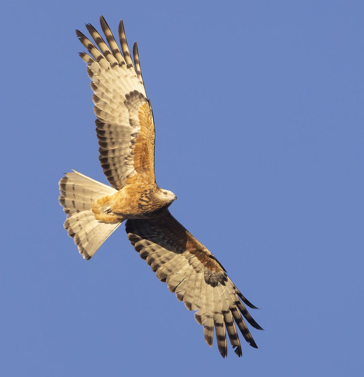 Square-tailed Kite - ML598590321
