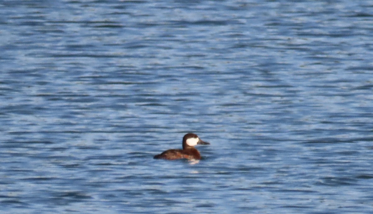Ruddy Duck - ML598592741