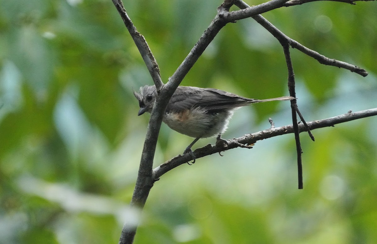 Tufted Titmouse - ML598593651