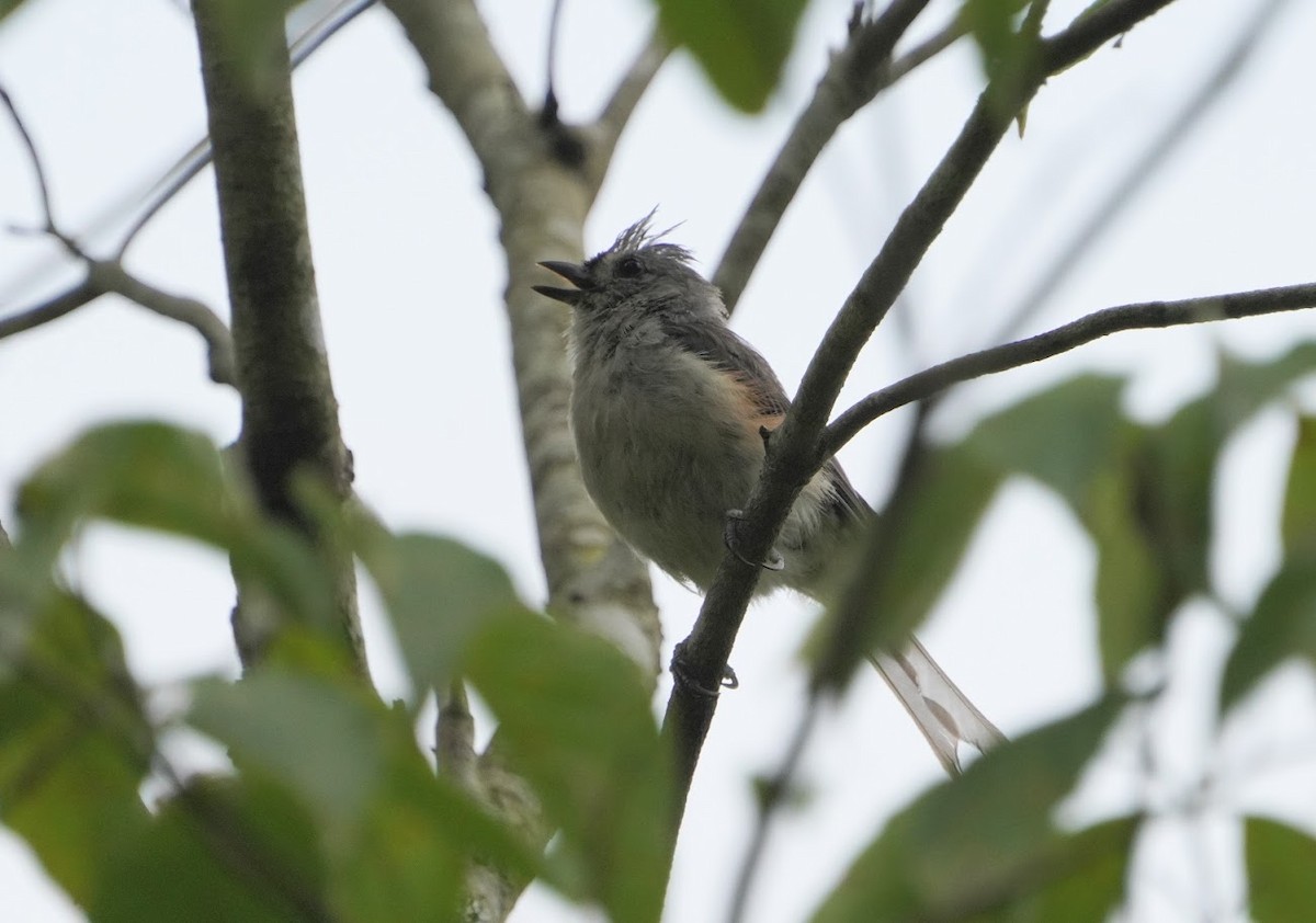 Tufted Titmouse - Julia Black