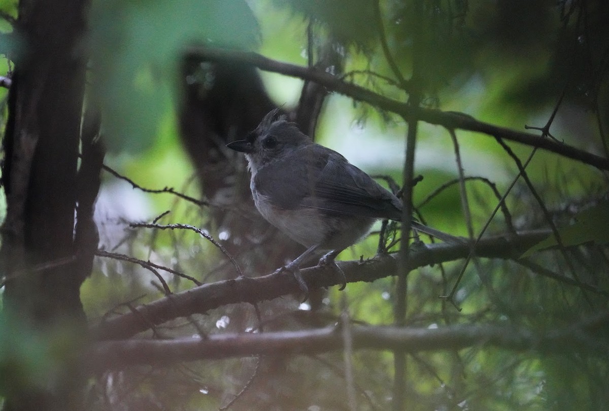 Tufted Titmouse - ML598593671