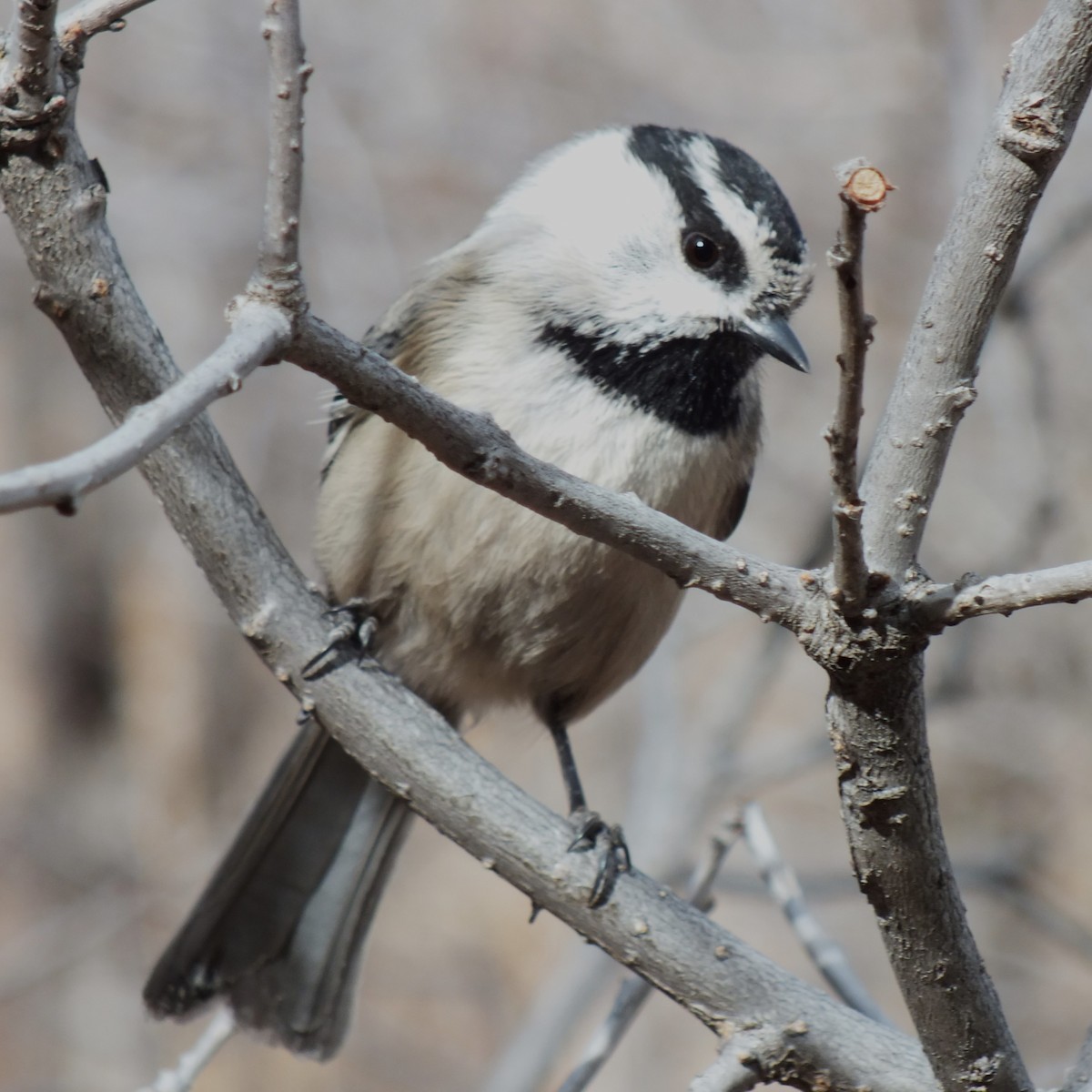 Mountain Chickadee - ML598594211