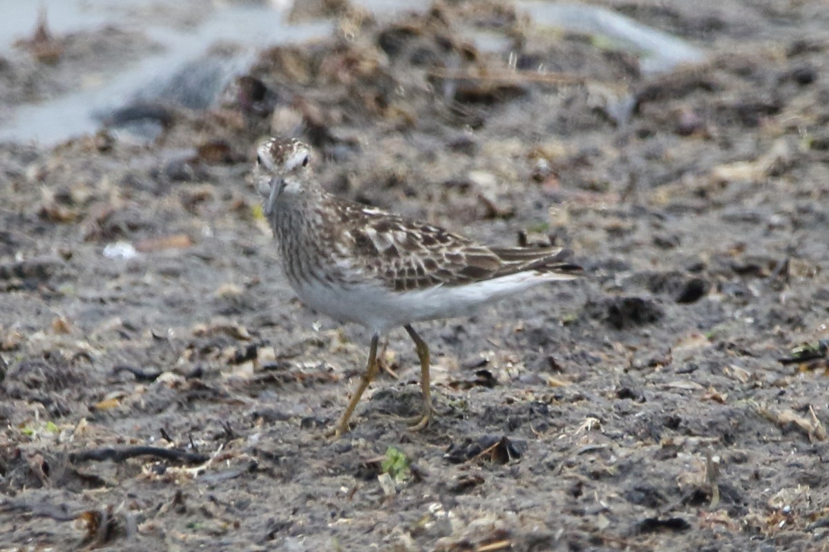 Least Sandpiper - ML598595051