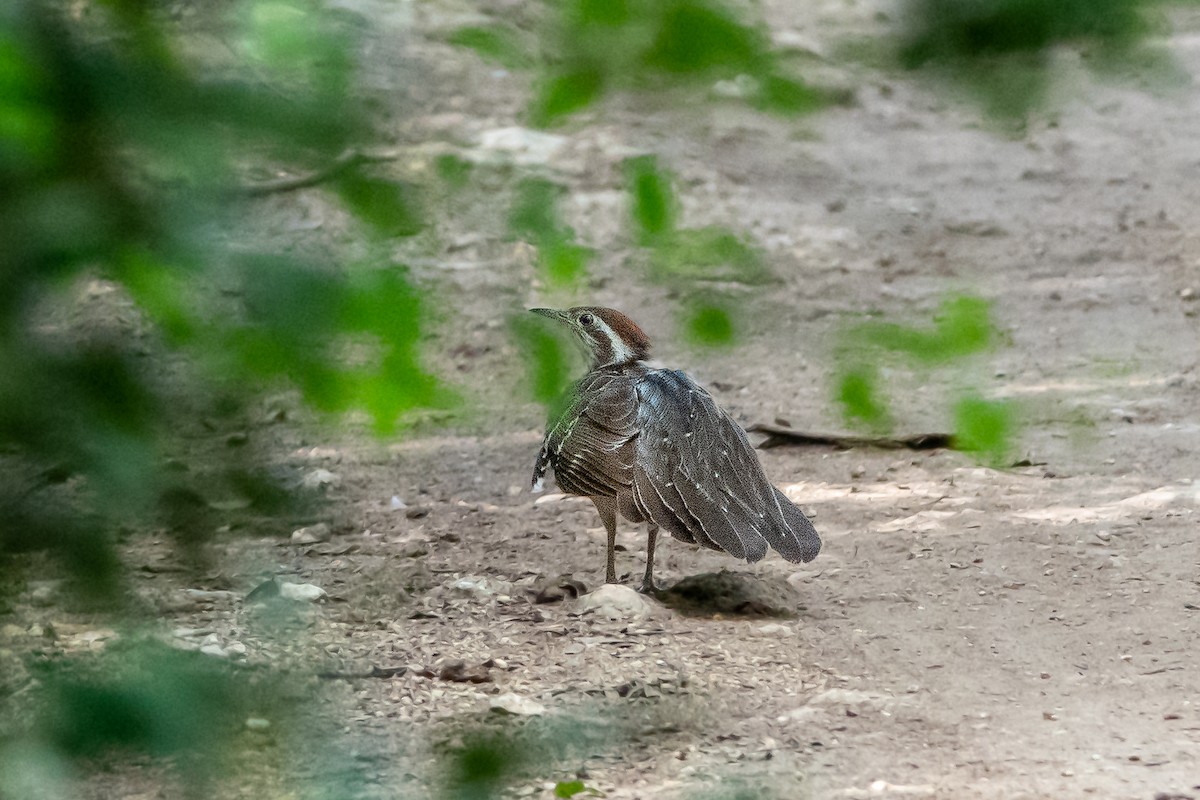 Pheasant Cuckoo - ML598595661