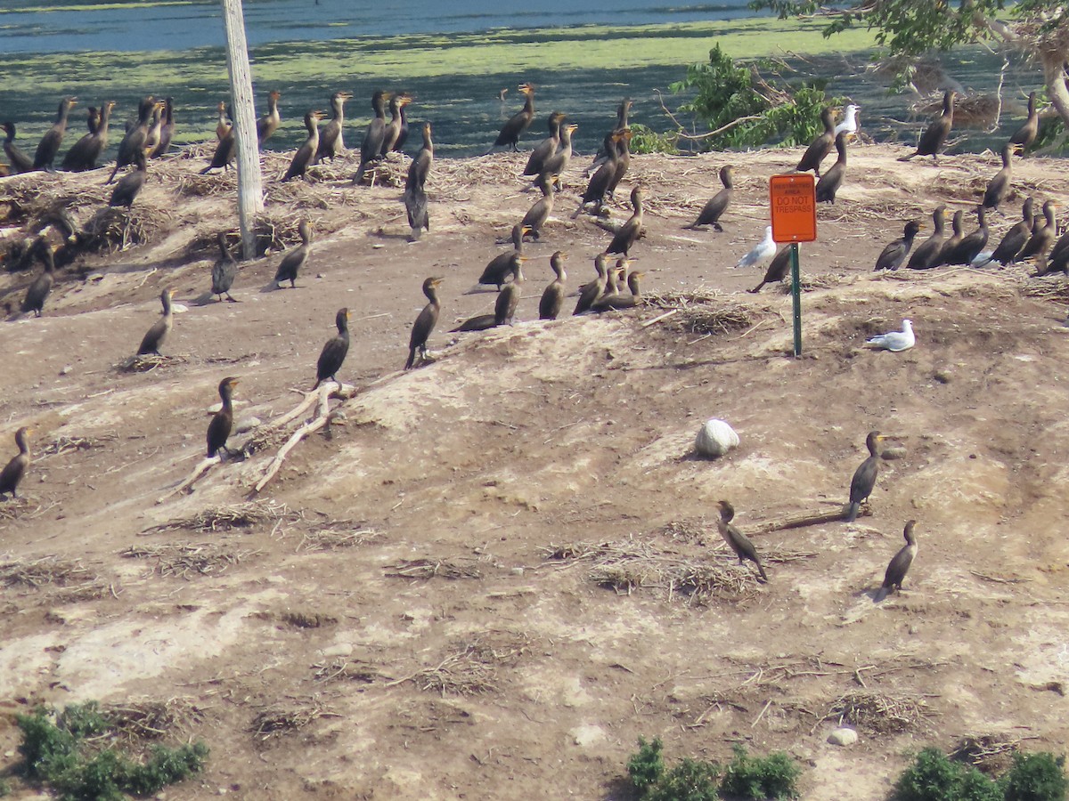 Double-crested Cormorant - ML598596591