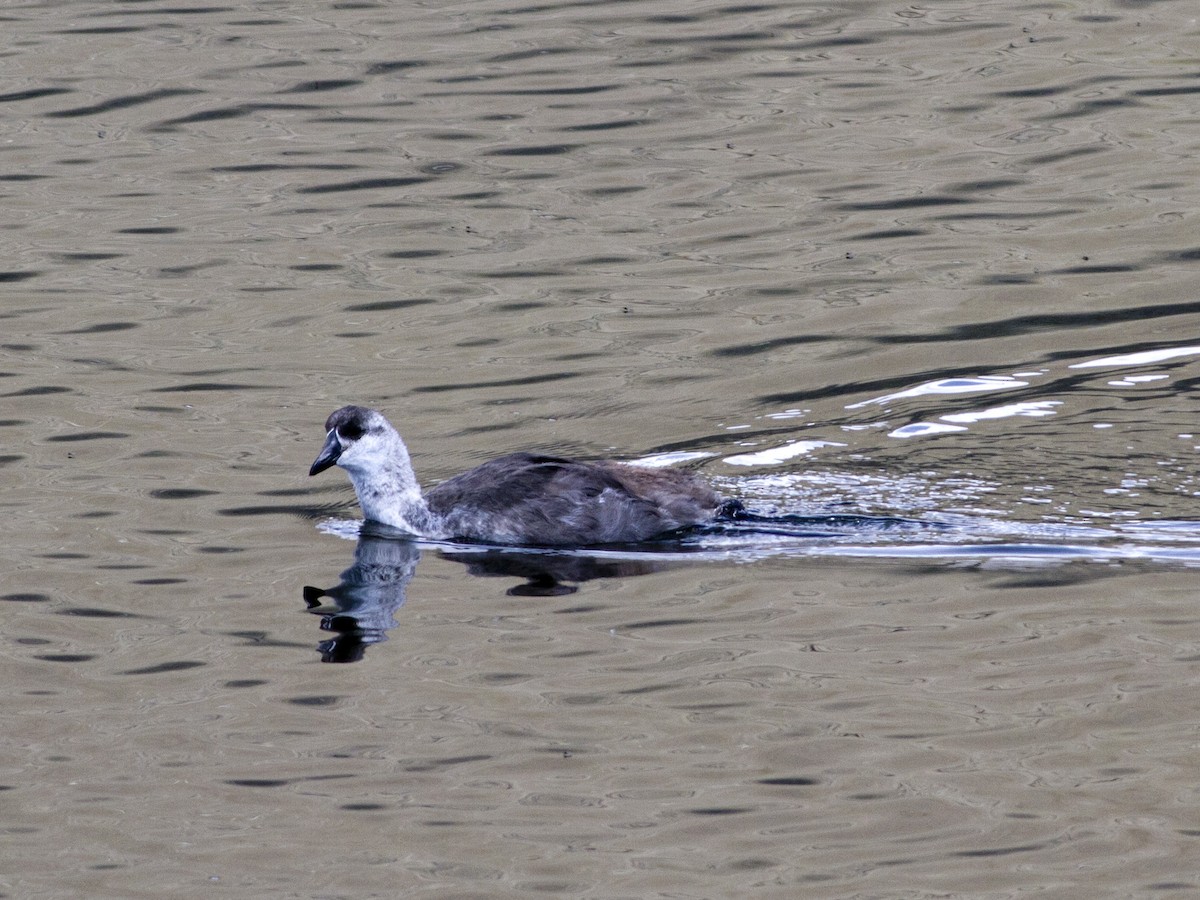 Giant Coot - Glenn Seeholzer