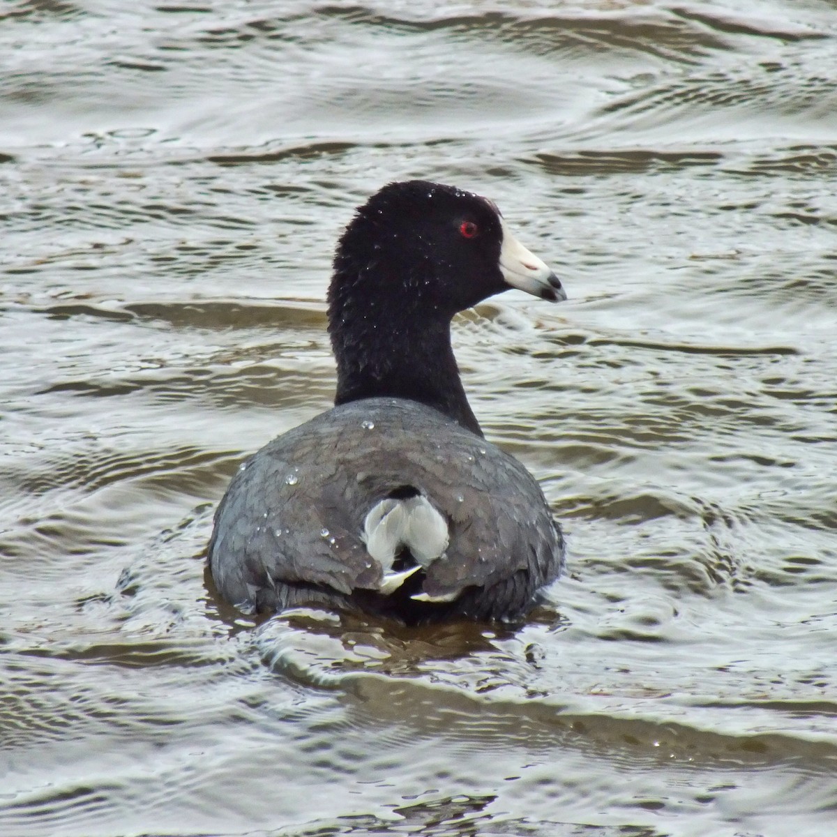 American Coot - ML598598421