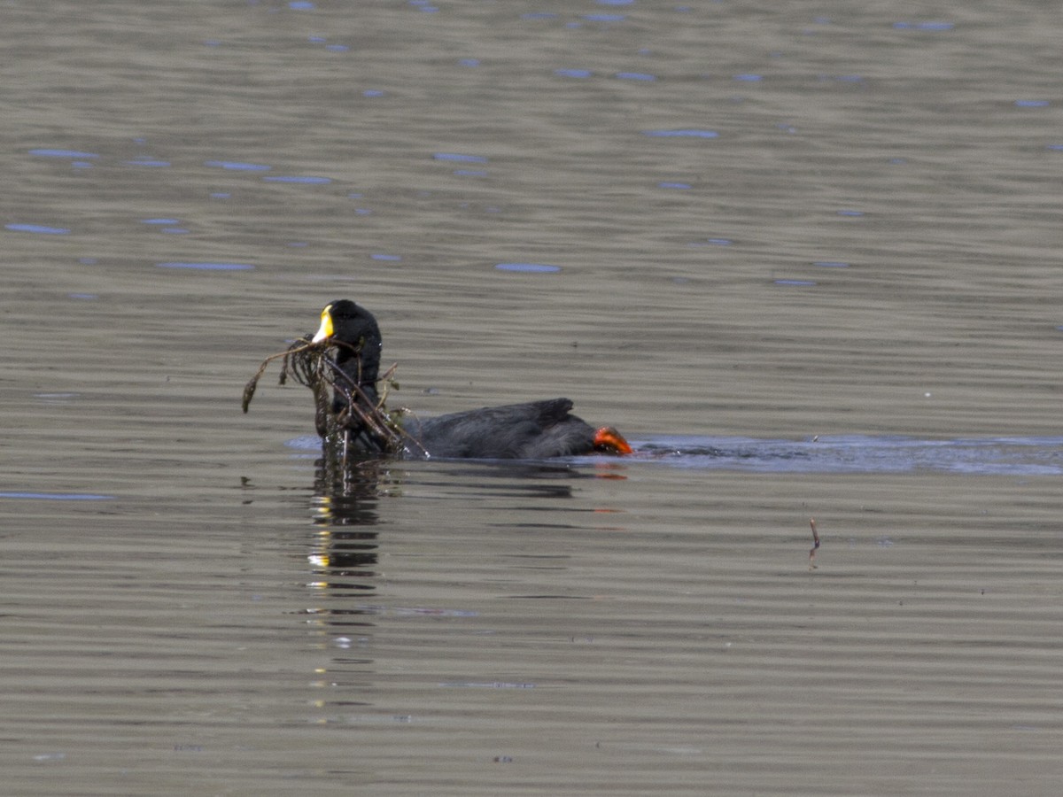 Giant Coot - ML59859861