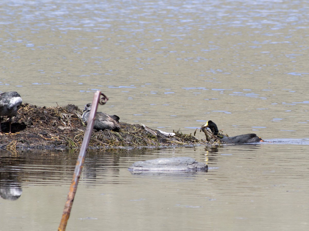 Giant Coot - ML59859881