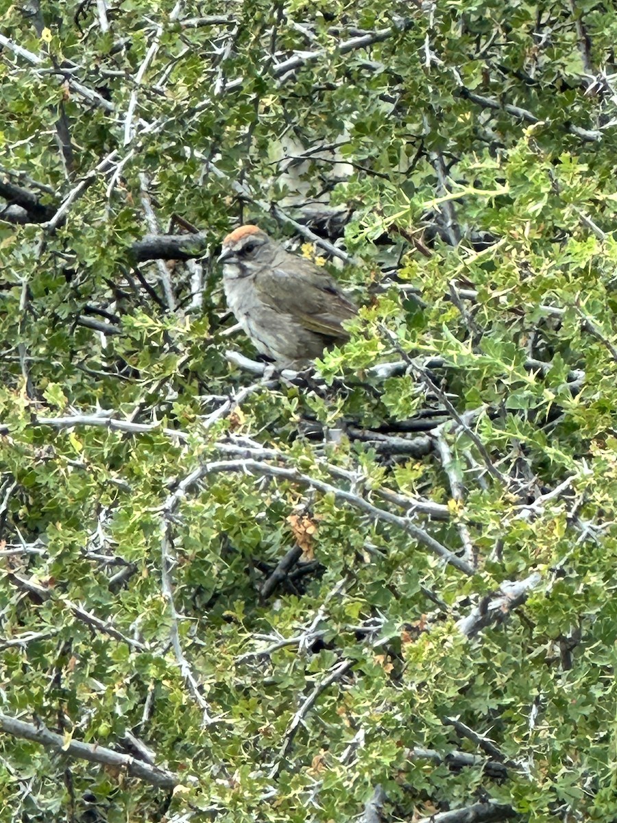 Green-tailed Towhee - ML598600811