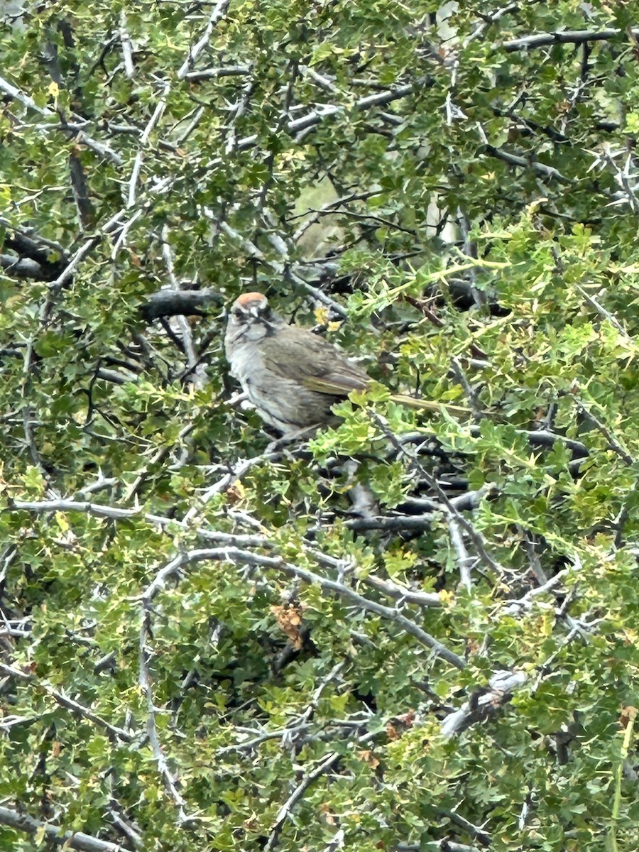 Green-tailed Towhee - ML598600821