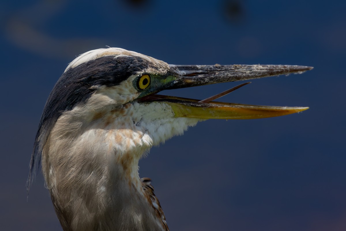 Great Blue Heron - Bernard Kempinski