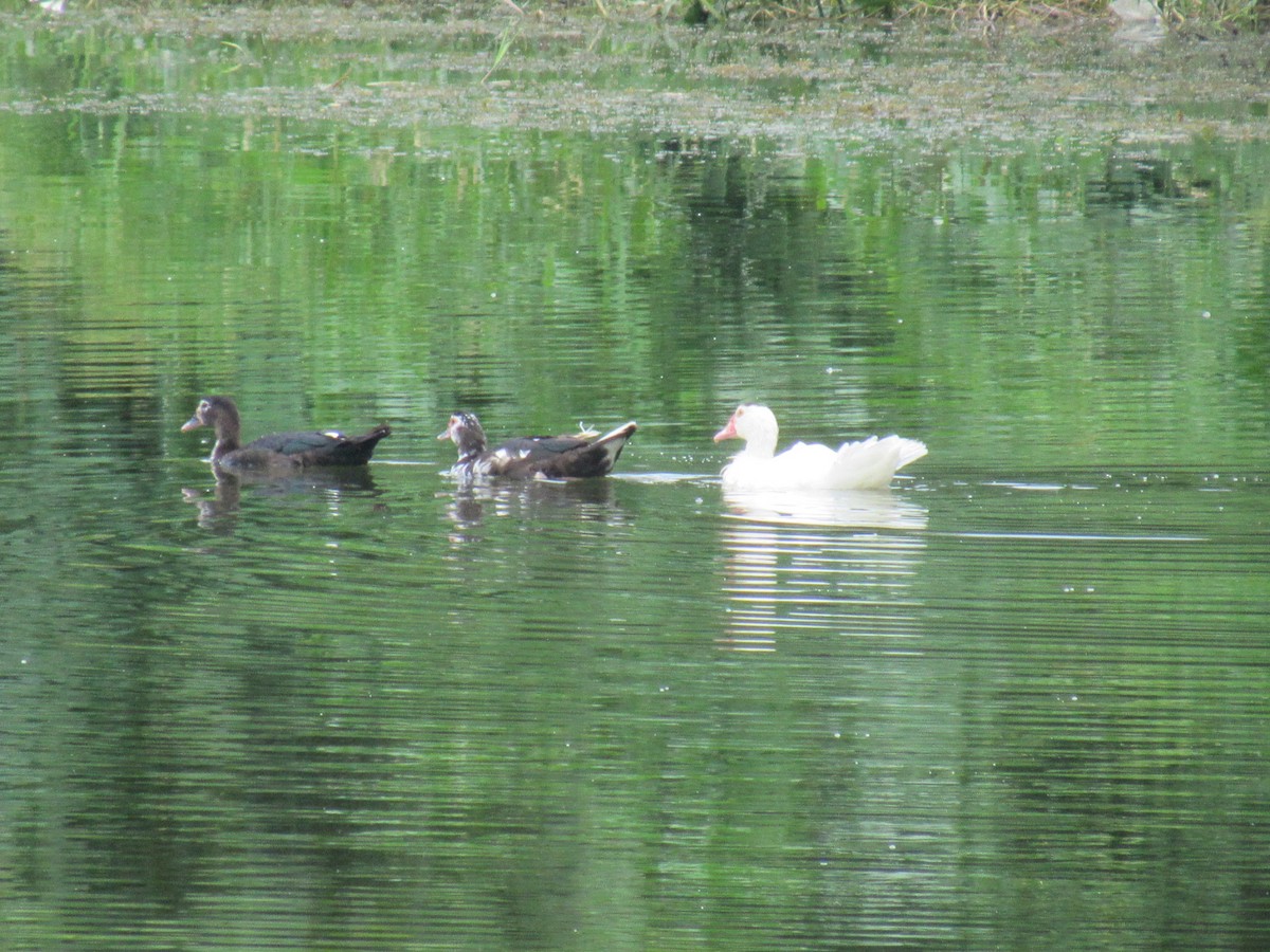 Muscovy Duck (Domestic type) - ML598601881