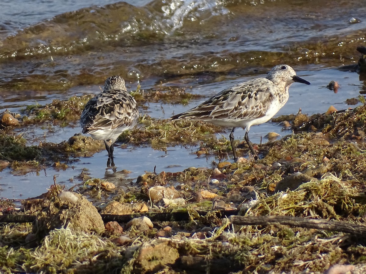 Sanderling - Michelle Kubin