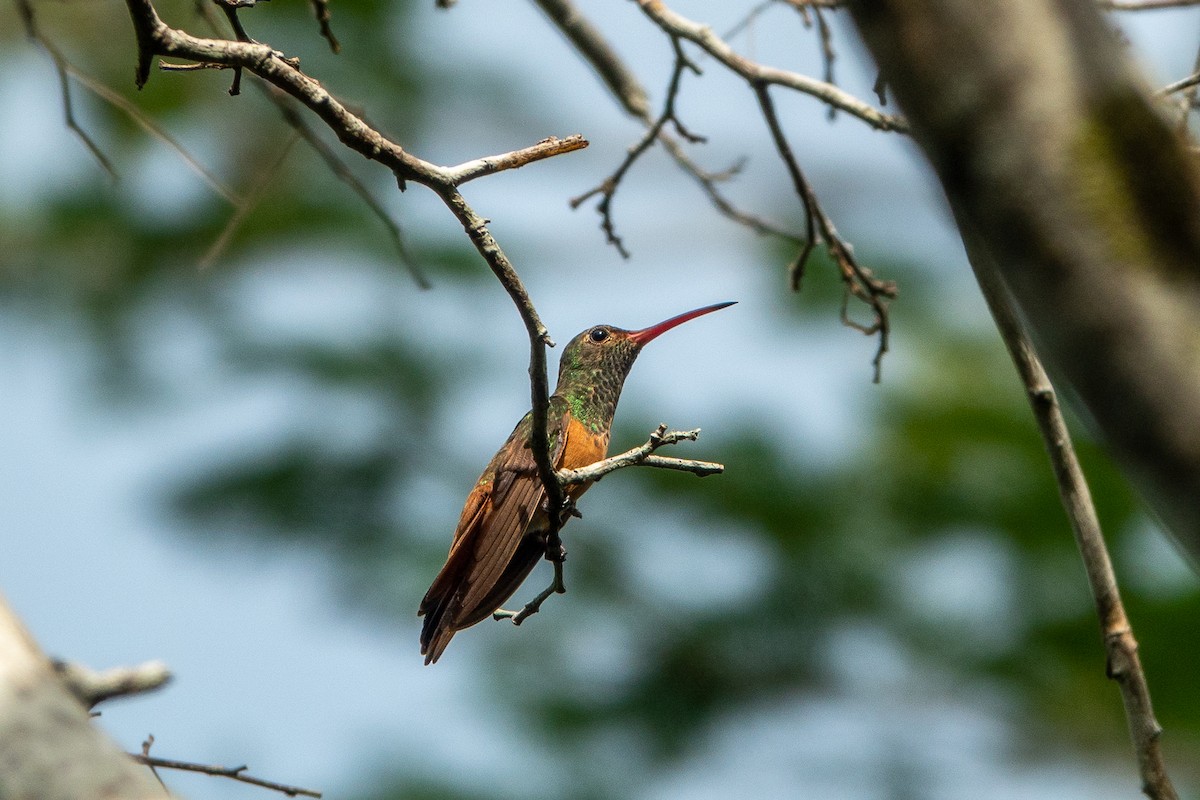 Buff-bellied Hummingbird (Yucatan) - ML598602461