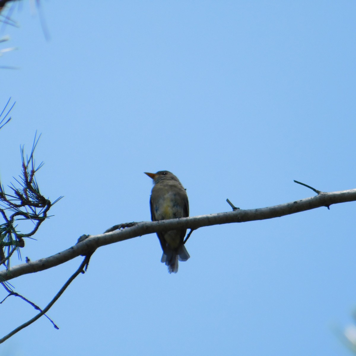 Greater Pewee (Mexican) - ML598602541