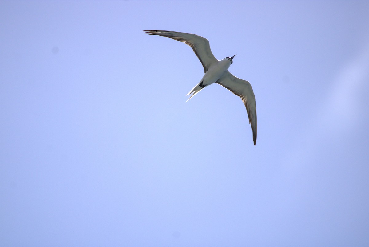 Bridled Tern - ML598602561