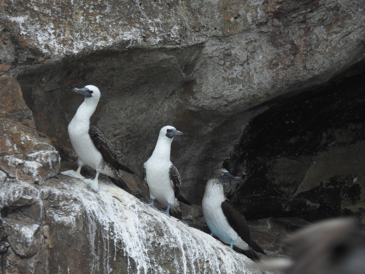 Peruvian Booby - ML598602671