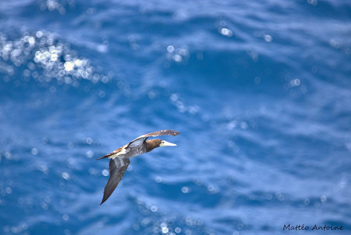 Brown Booby - ML598602781