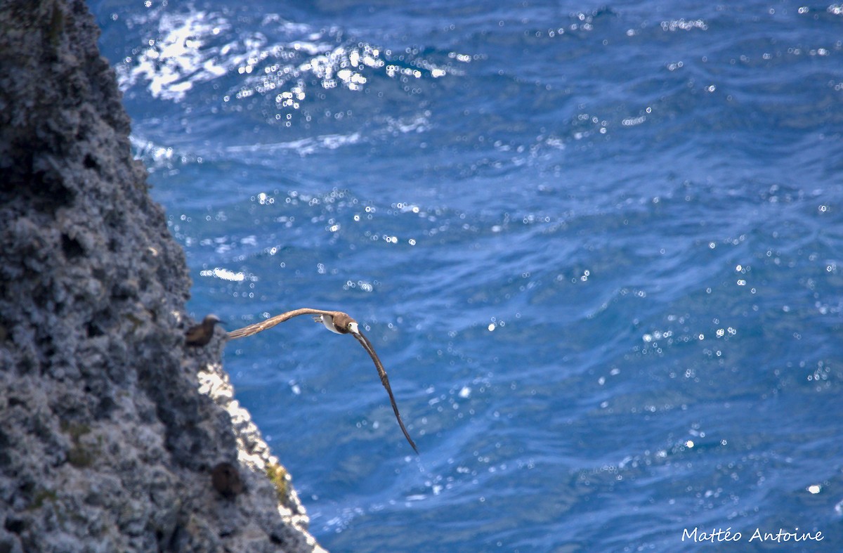 Brown Booby - ML598602991