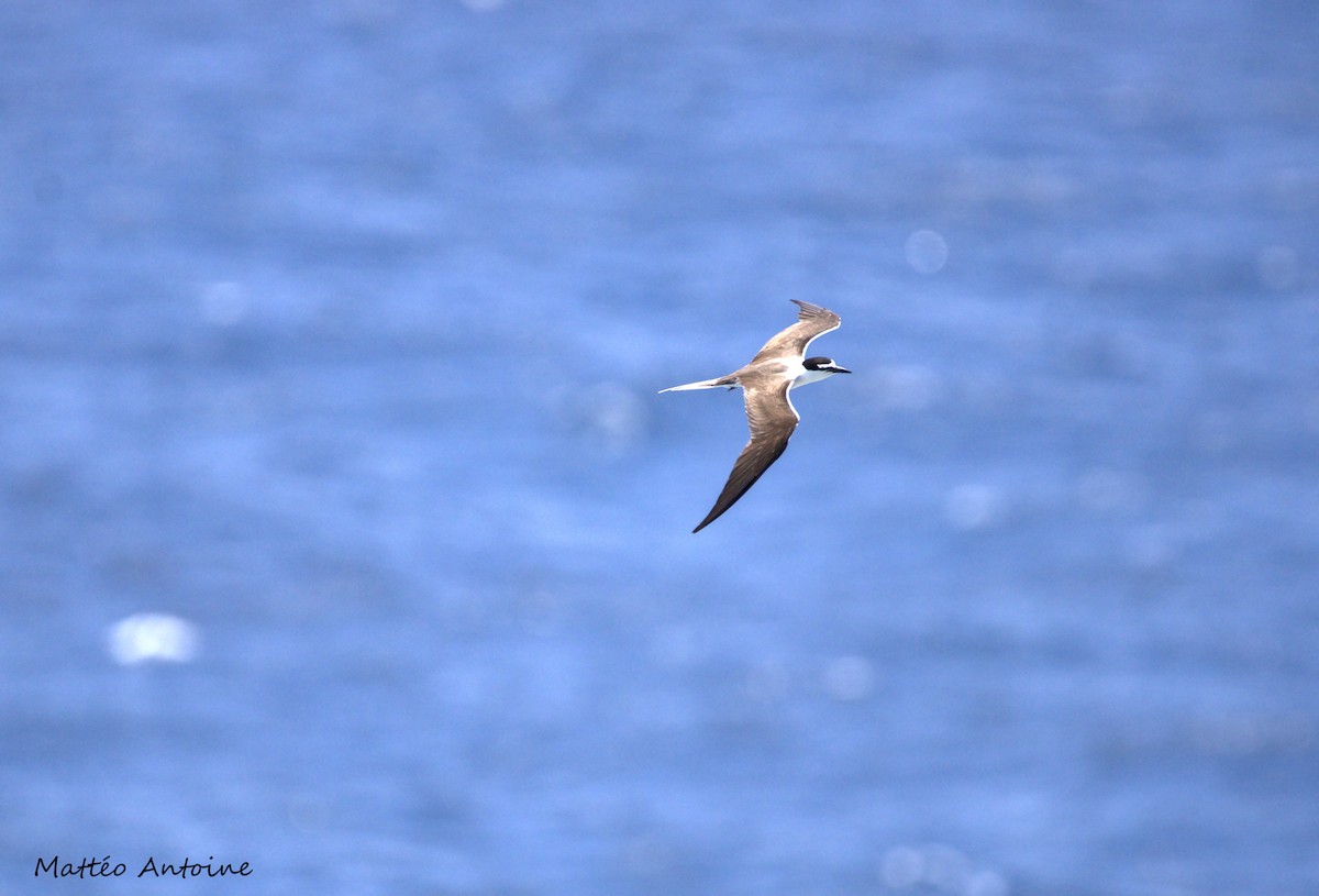 Bridled Tern - ML598603031