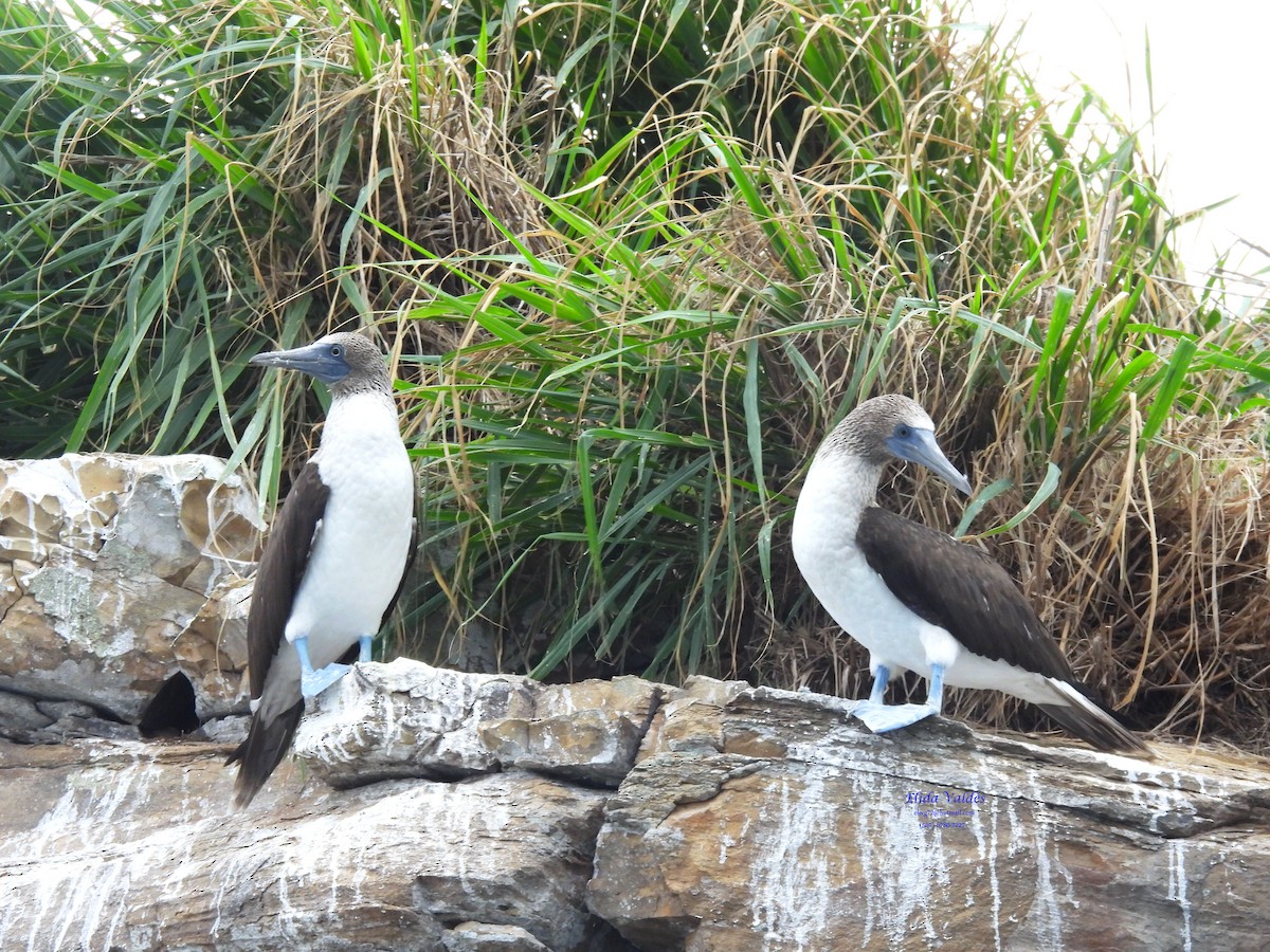 Blue-footed Booby - ML598603131