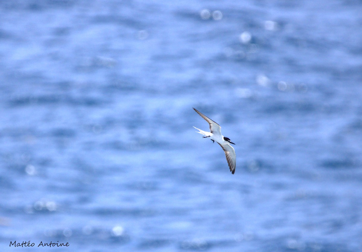 Bridled Tern - ML598603191